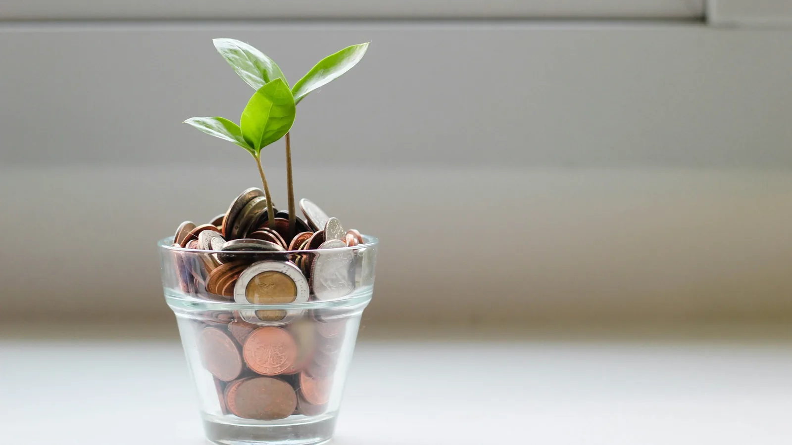 A young seedling growing out of a glass full of coins