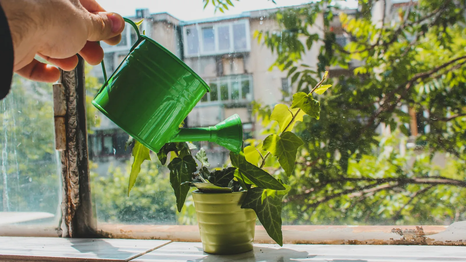 A hand watering a small plant on a sunny windowsill
