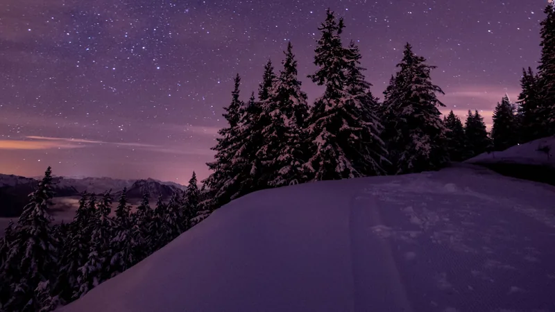 Verschneite Tannen unter einem klaren Sternenhimmel